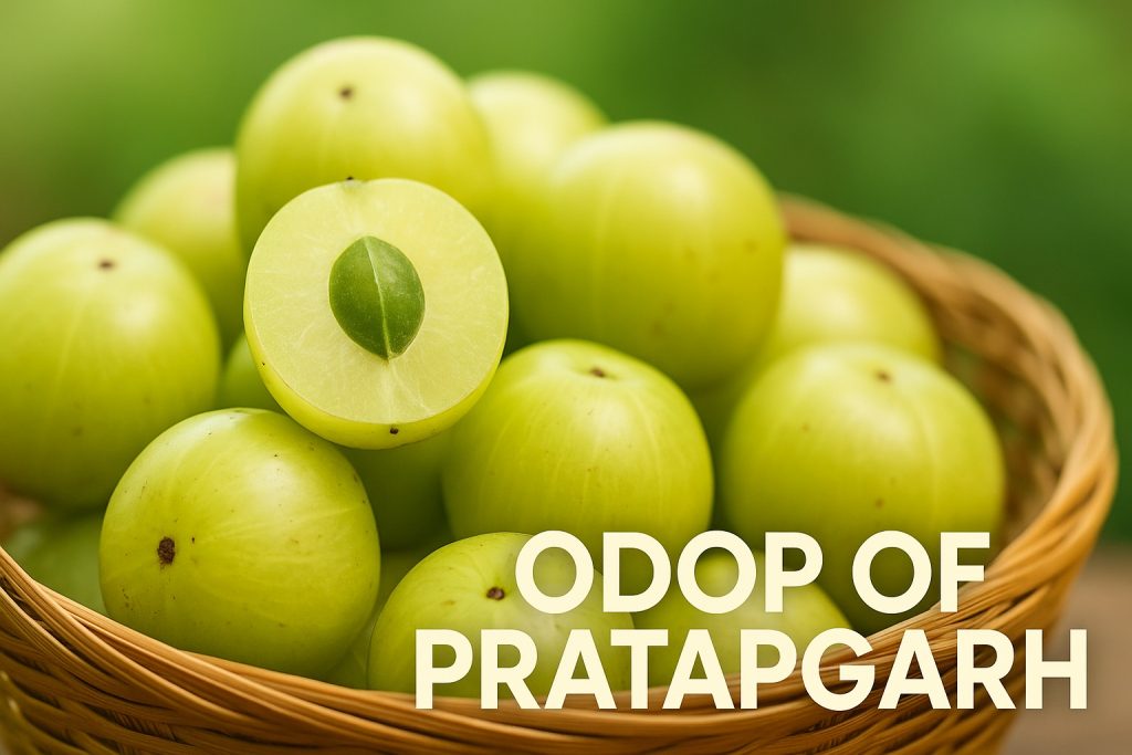 Pratapgarh ODOP - AAMLA